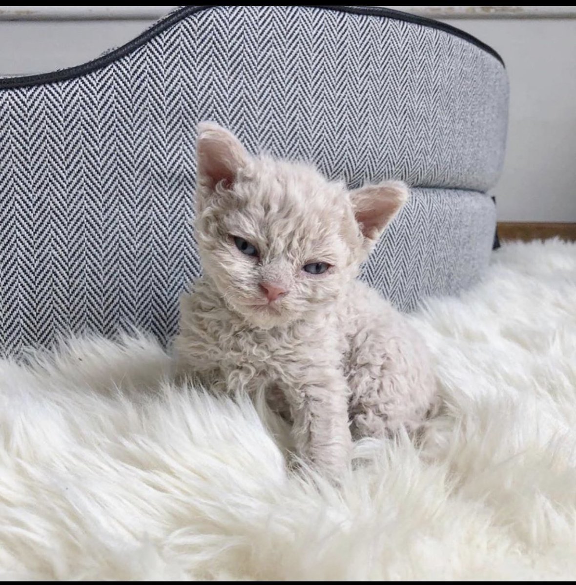 Кот Селкирк рекс