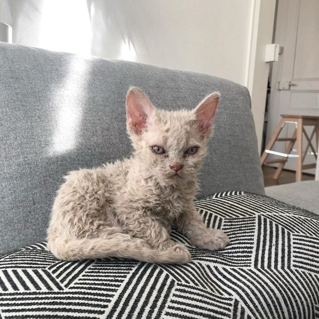 Сфинкс Селкирк рекс