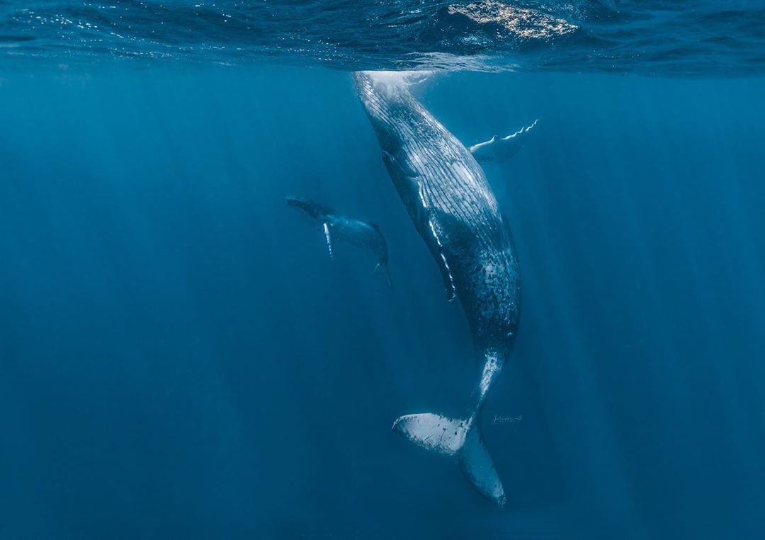 Голубой кит вид сверху