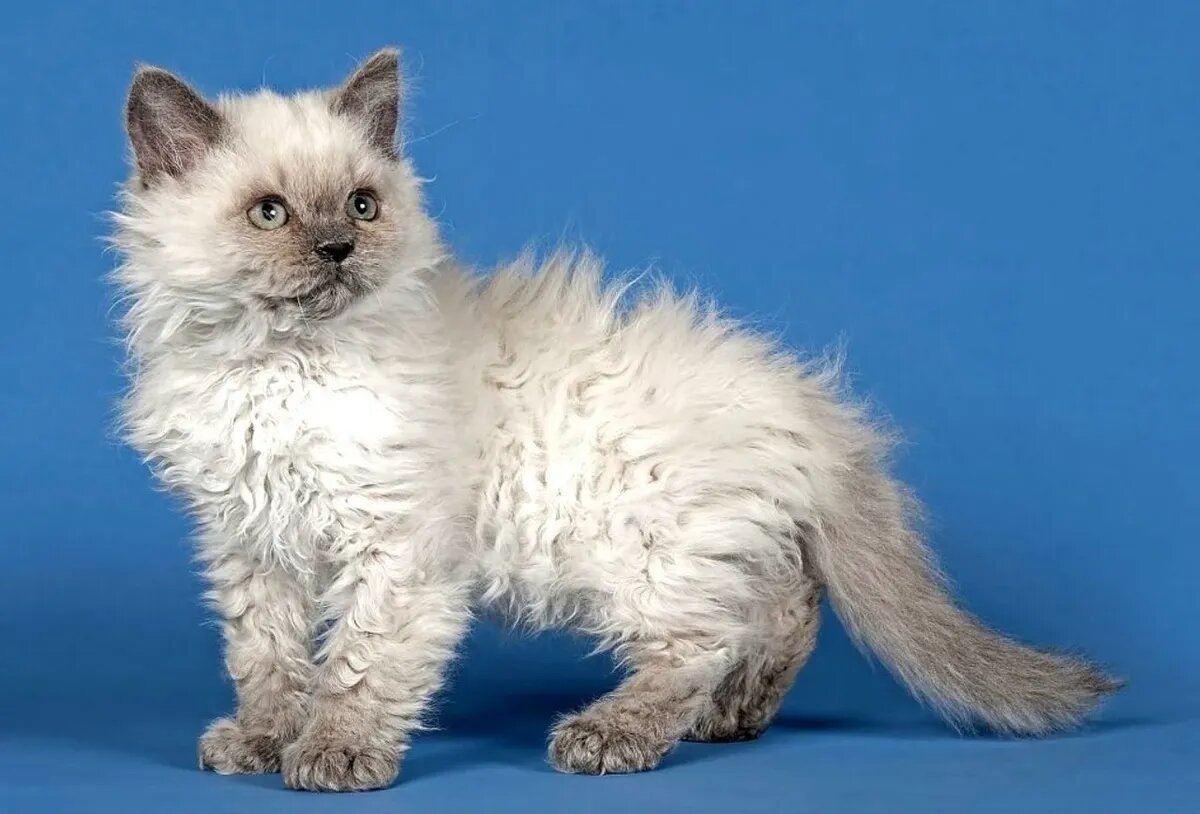 Порода Селкирк рекс