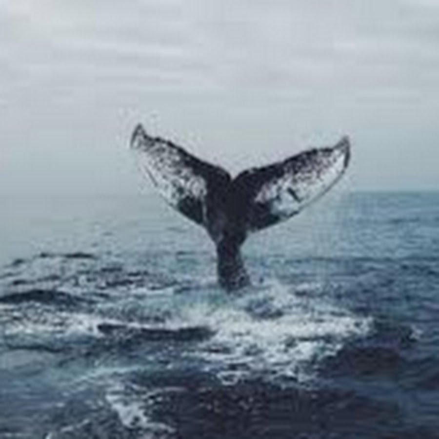 Киты Эстетика