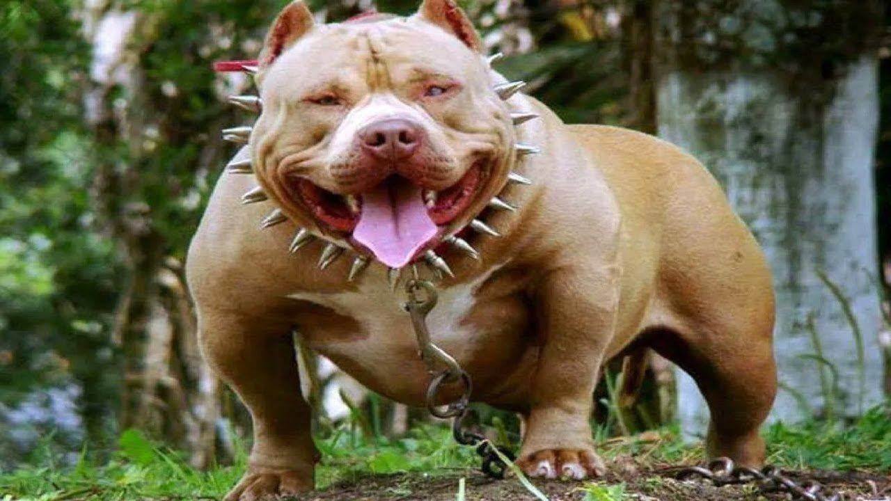 Самая опасная порода собак в мире - 77 фото