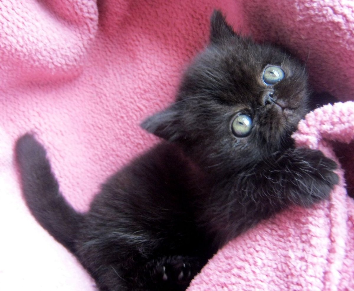 Черный котенок экзот