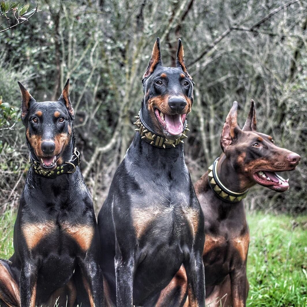 Немецкий Доберман