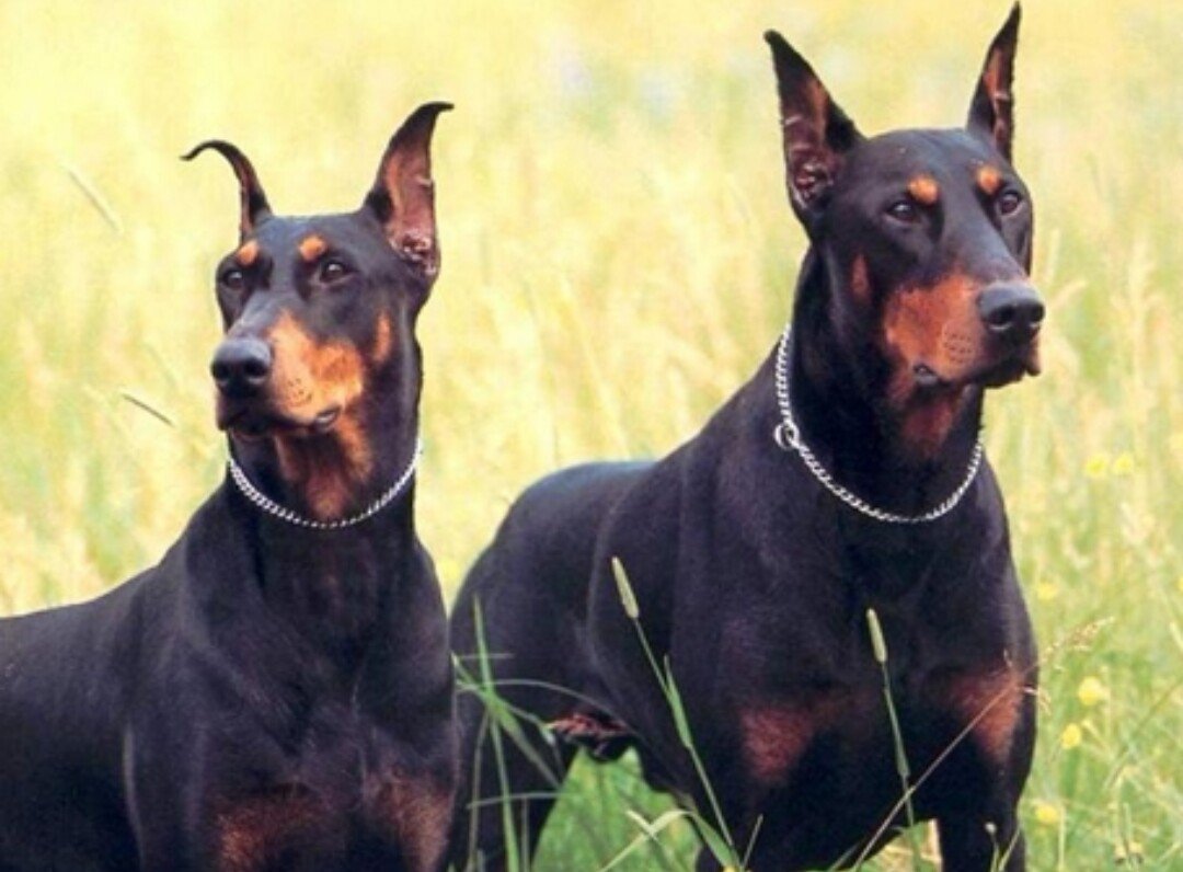 Охотничий Доберман