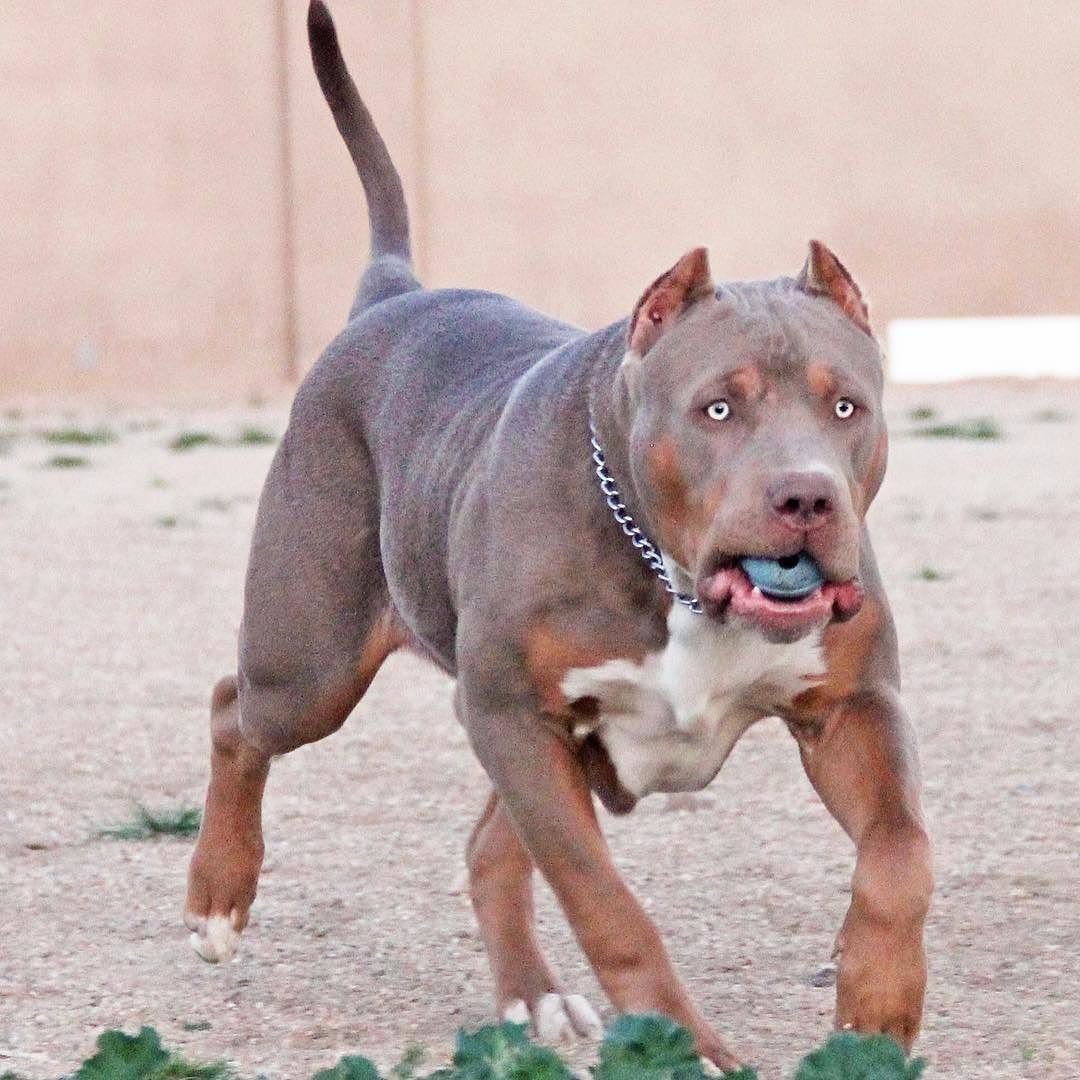 Стаффордширский бандог