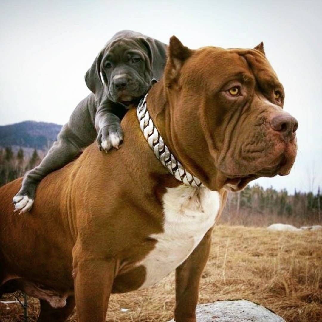 Американский бандог терьер