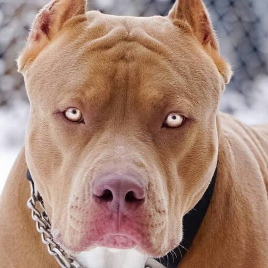 Амстафф Грозный