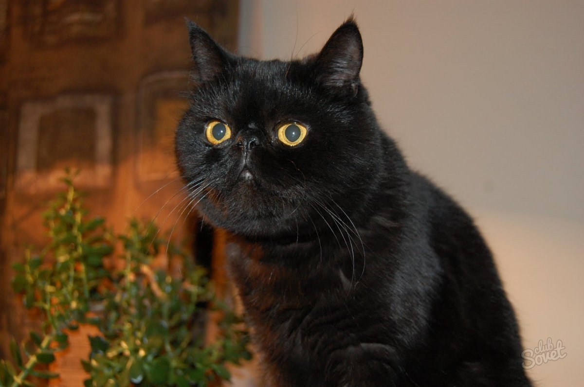 Кот экзот черный
