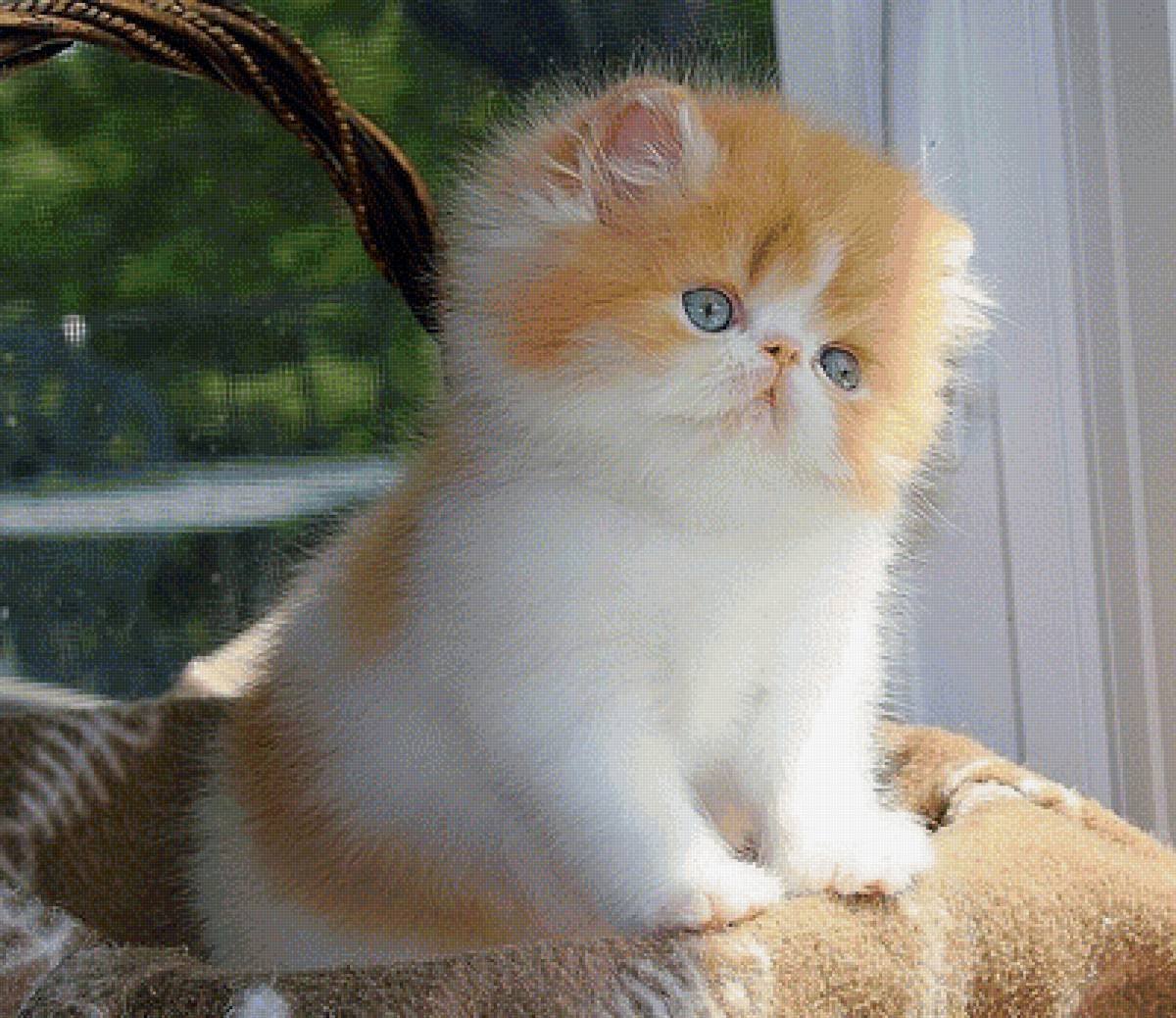 Кот экзот фото