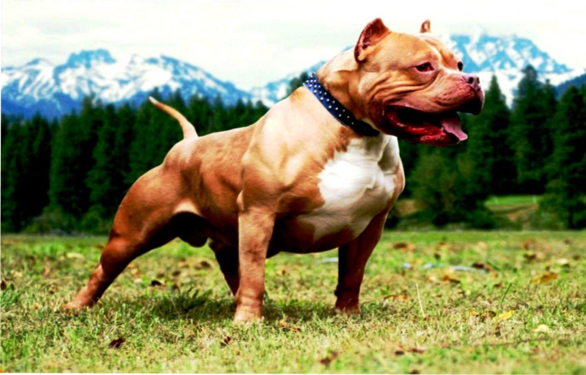 Питбуль чемпион мира по собачьим боям