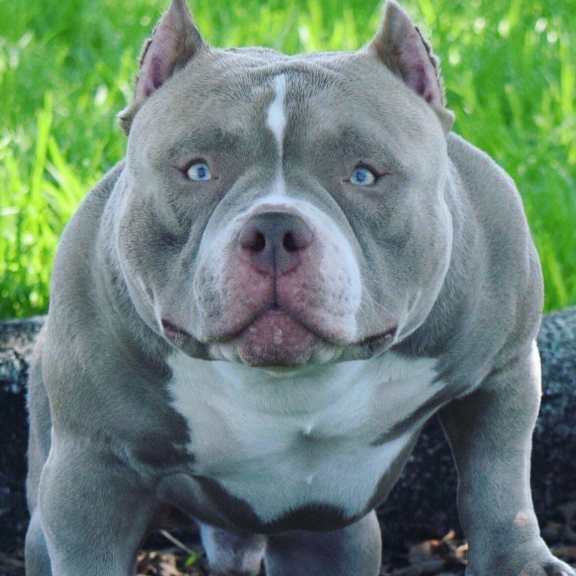 Американский булли и питбуль