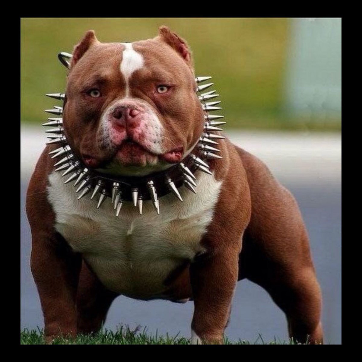 Американский булли злой