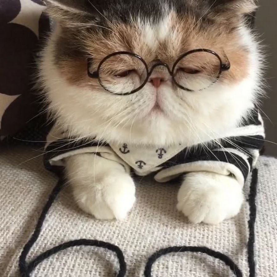 Кошки экзоты короткошерстные