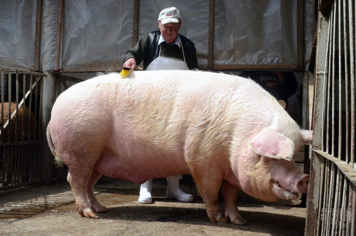 Огромная свинья