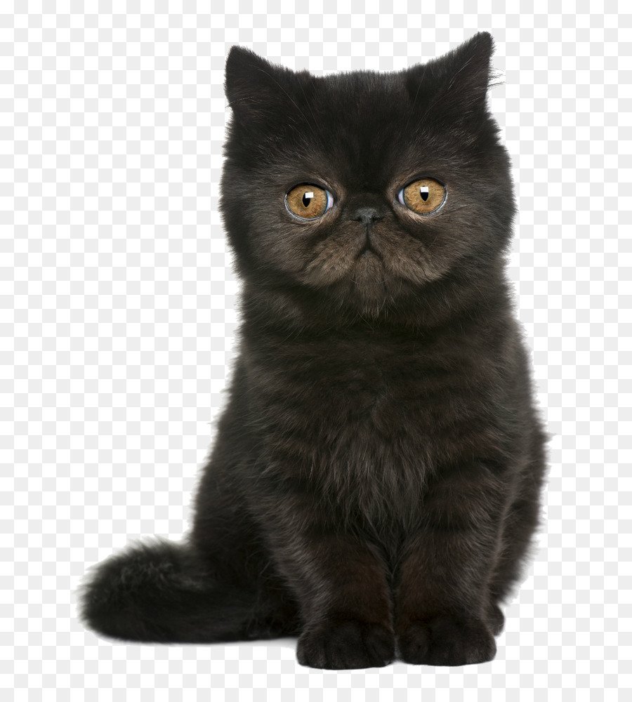 Перс британец