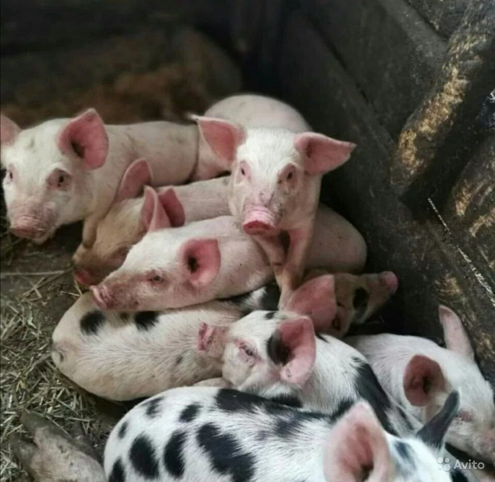 Поросята ландрас