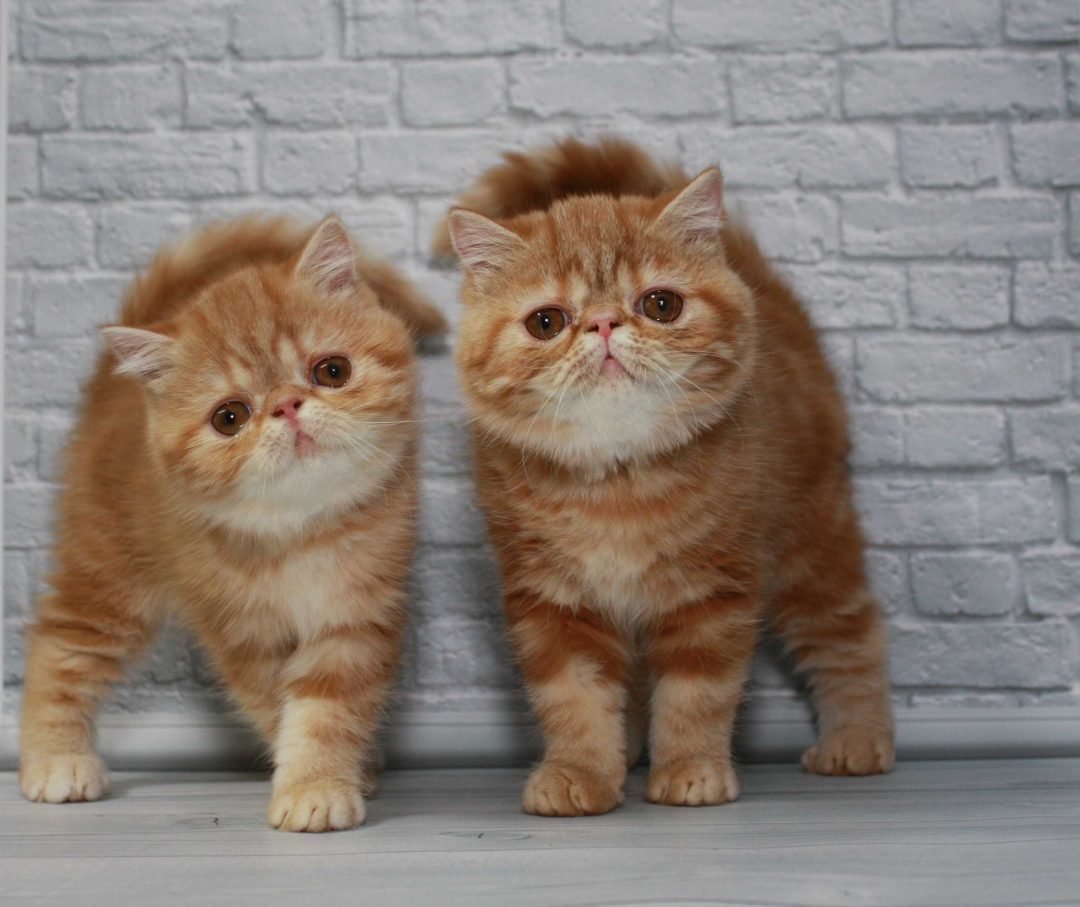 Экзотическая короткошерстная кошка