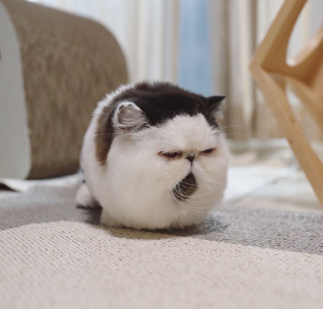 Циннамон экзот