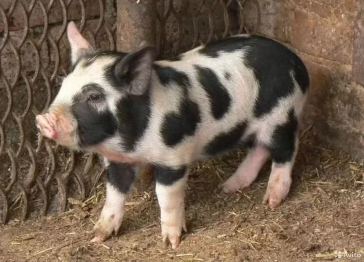 Миргородская свинья