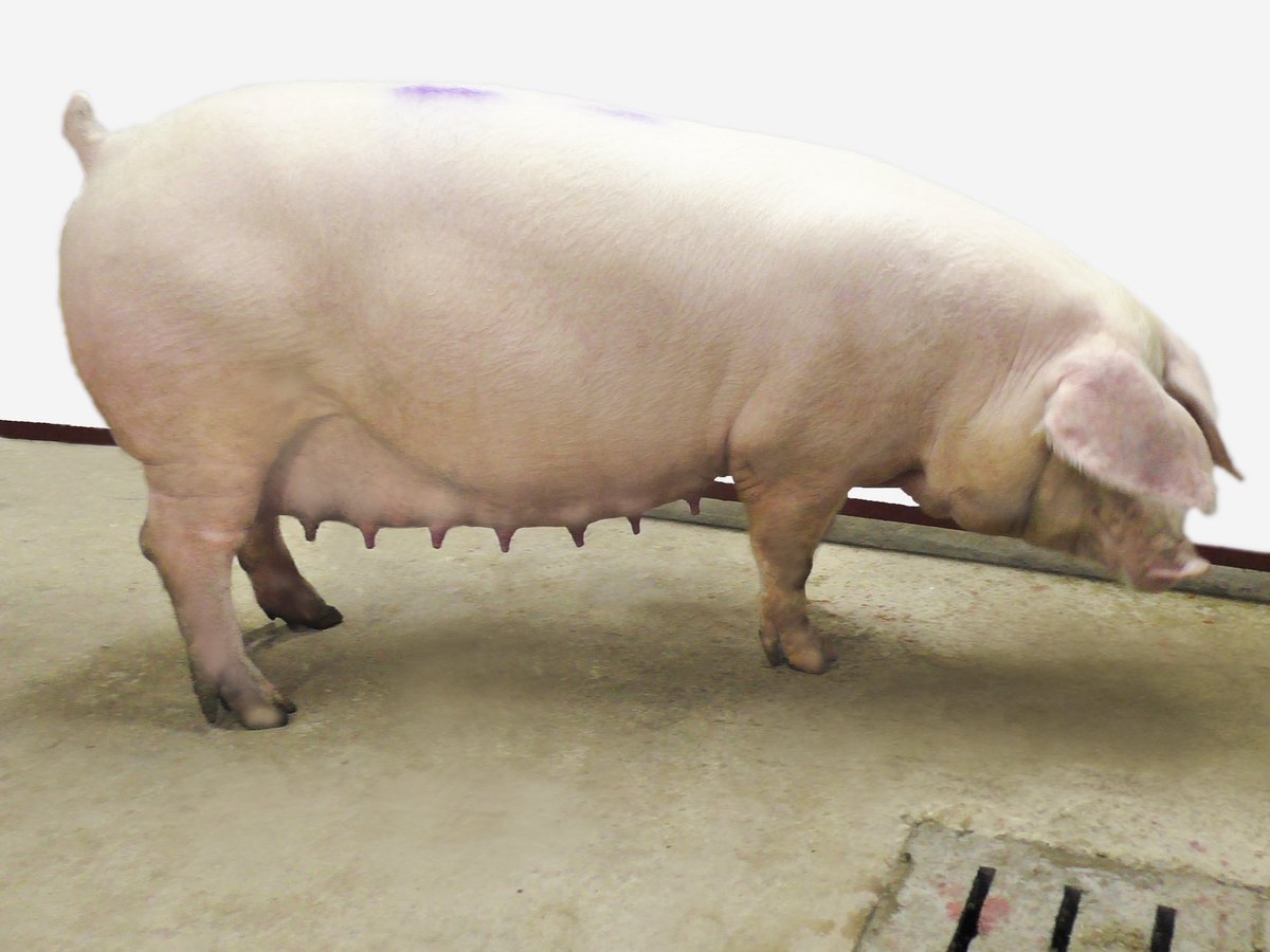 Ландрас (порода свиней)