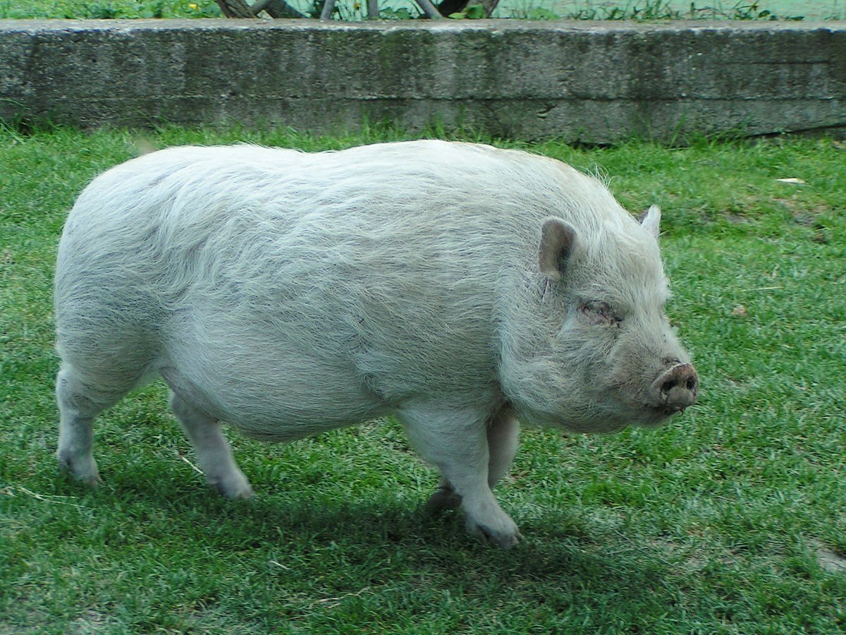 Сибирская Северная свинья