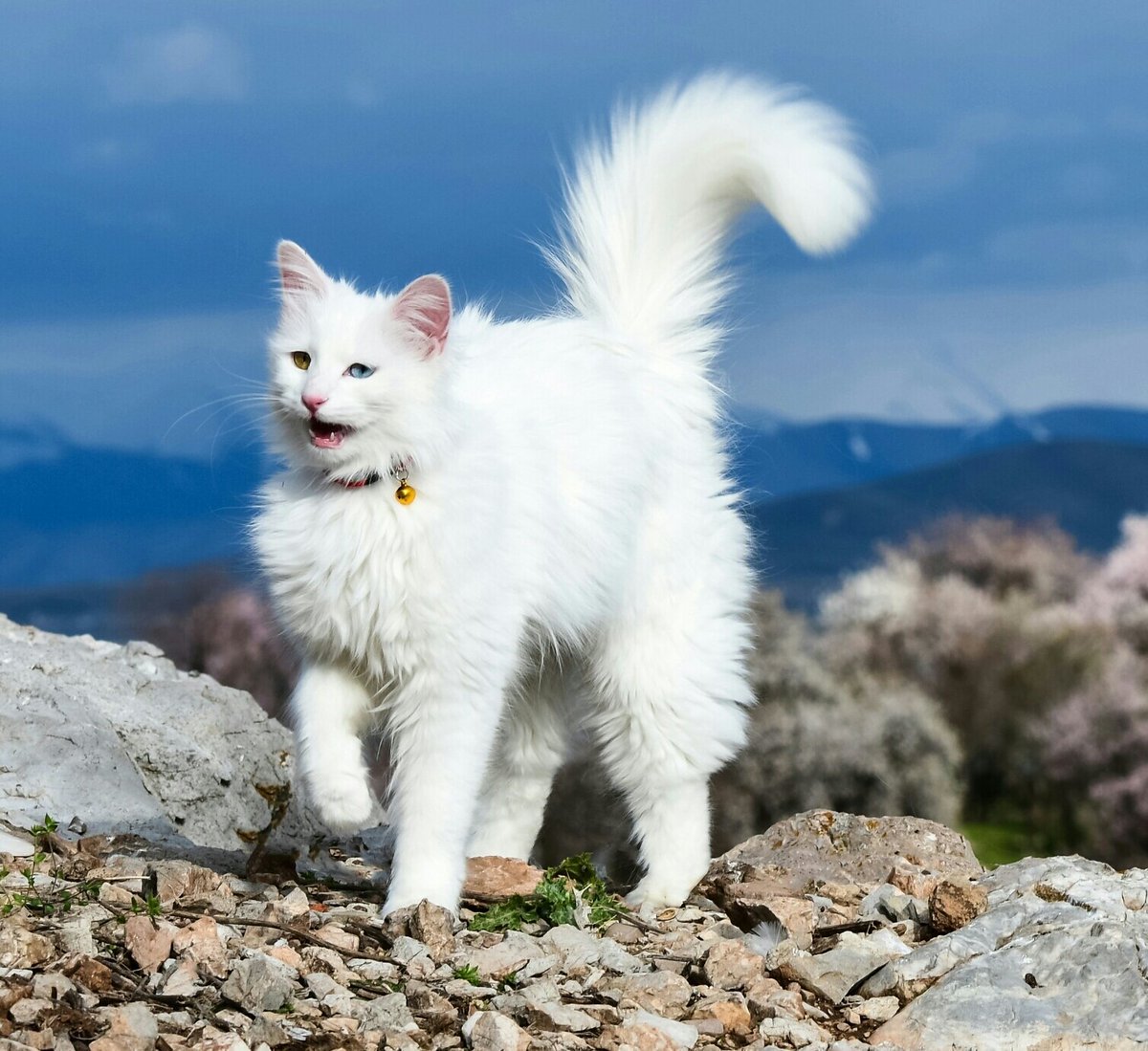 Кошки в озерах. Турецкий Ван кедиси белый. Турецкая Ванская кошка. Турецкий Ван (van Kedisi) кошка. Турецкая Ванская кошка белая.