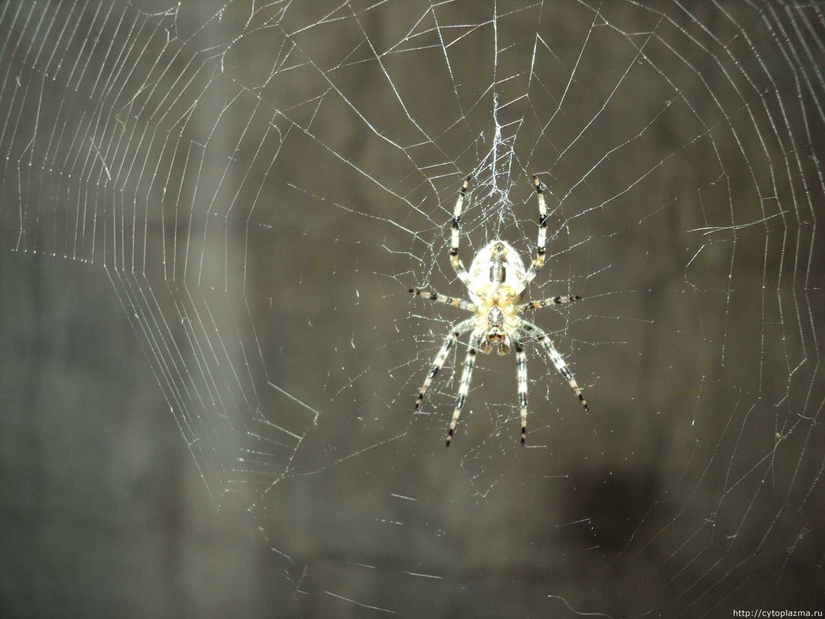 Паук черная вдова Каракурт