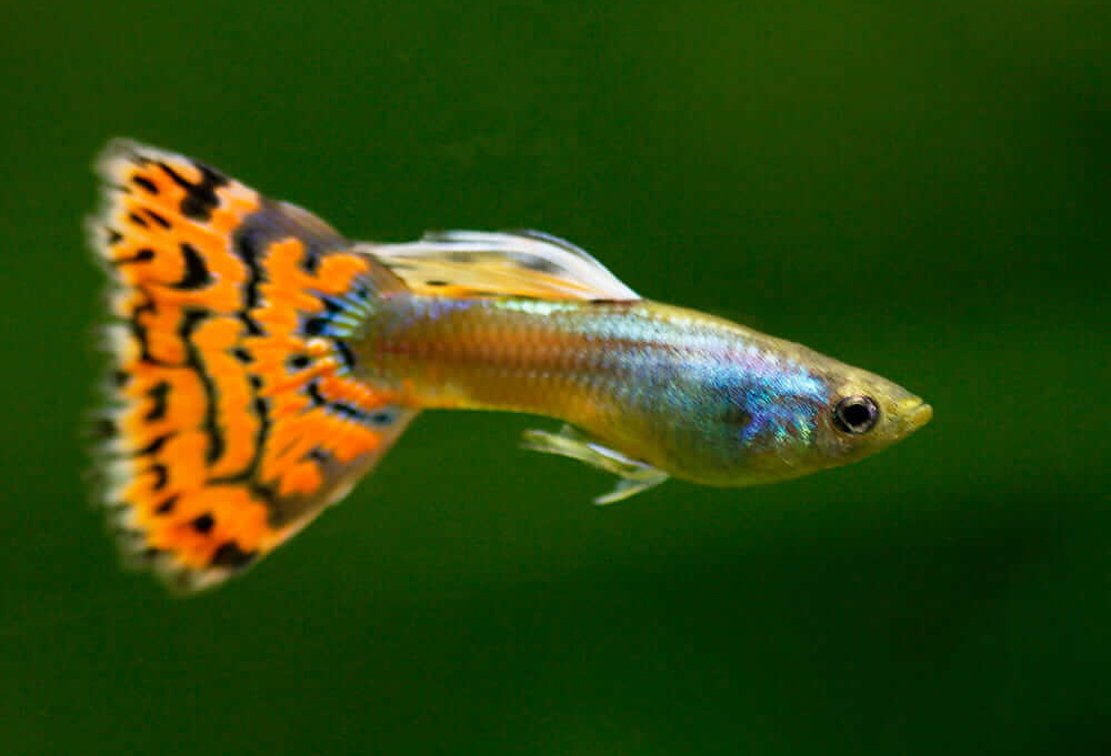 Гуппи рыбки