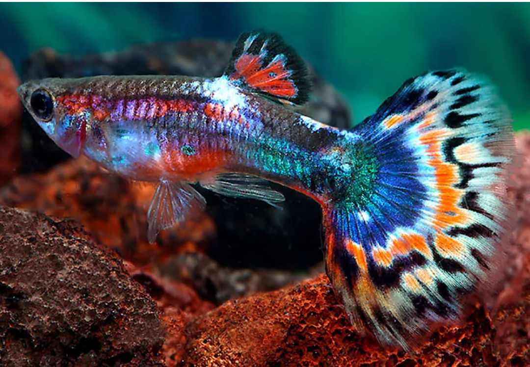 Аквариум с рыбками гуппи