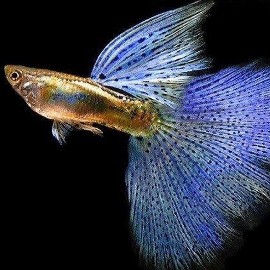 Гуппи самцы Кобра голубая