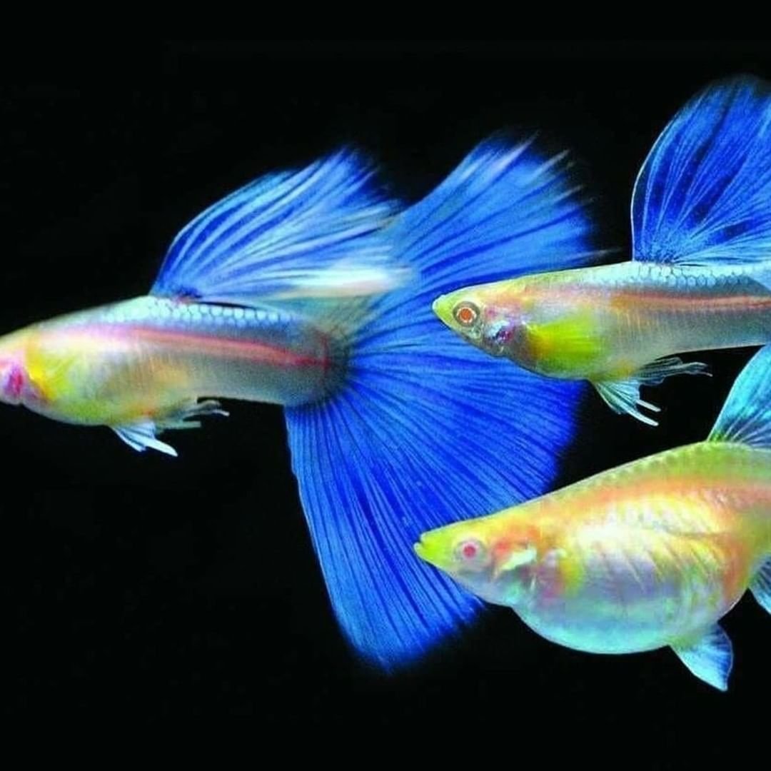 Аквариум с рыбками гуппи