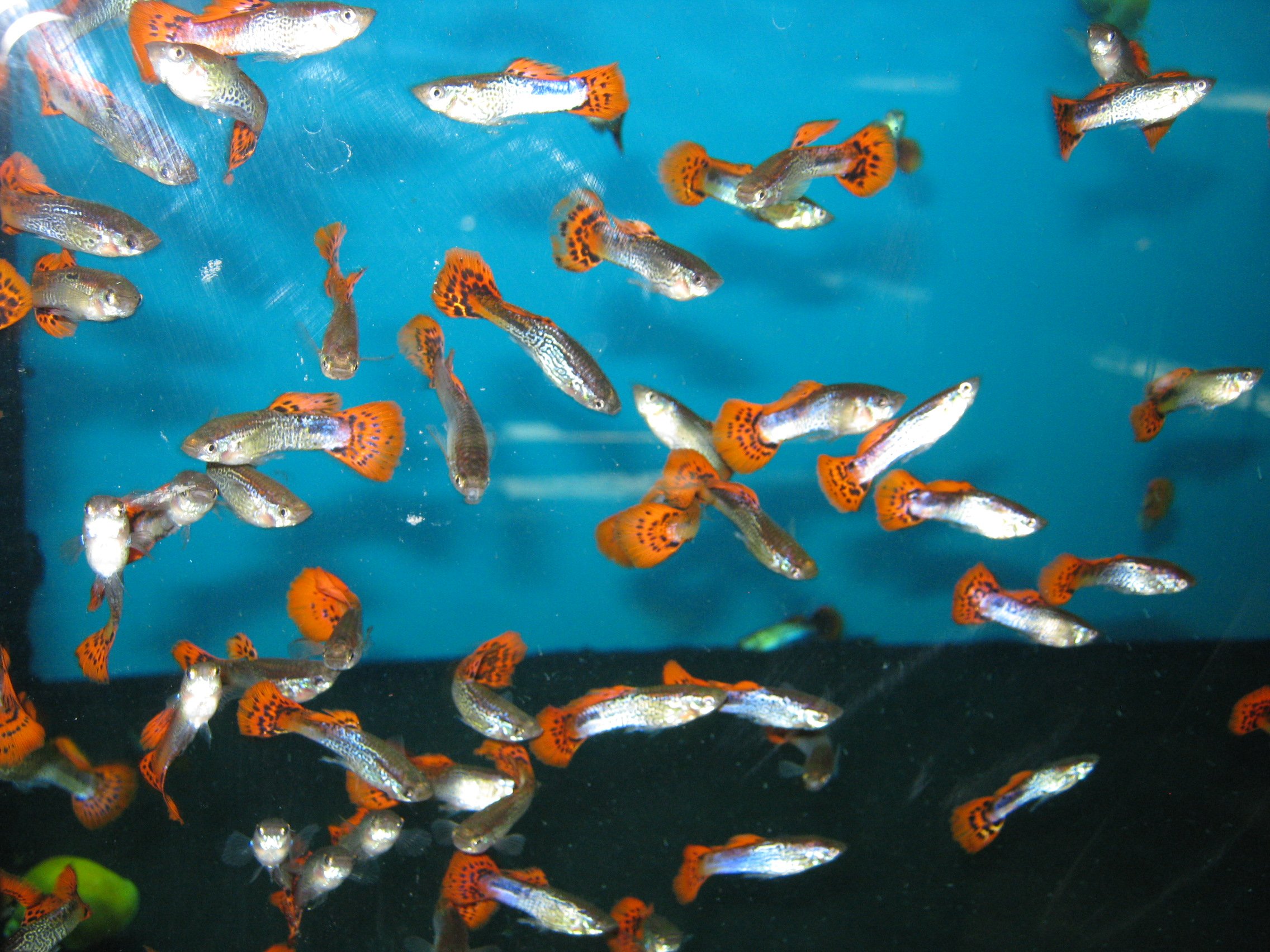 Виды рыбок гуппи фото с названиями