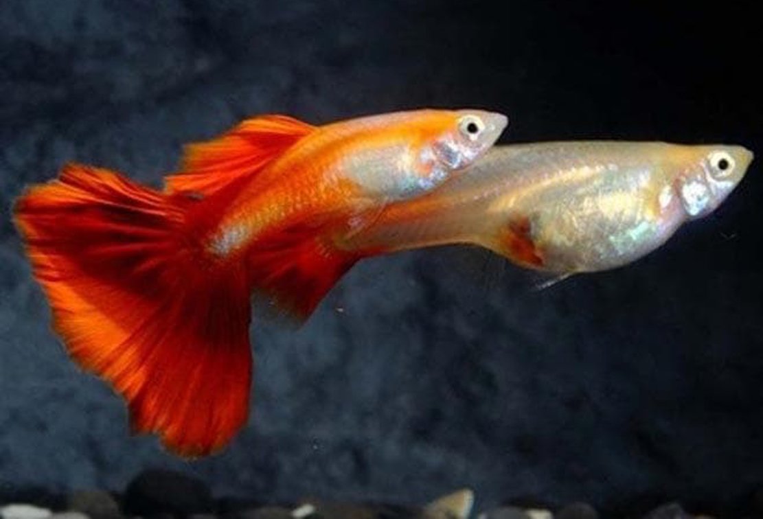 Гуппи Poecilia reticulata