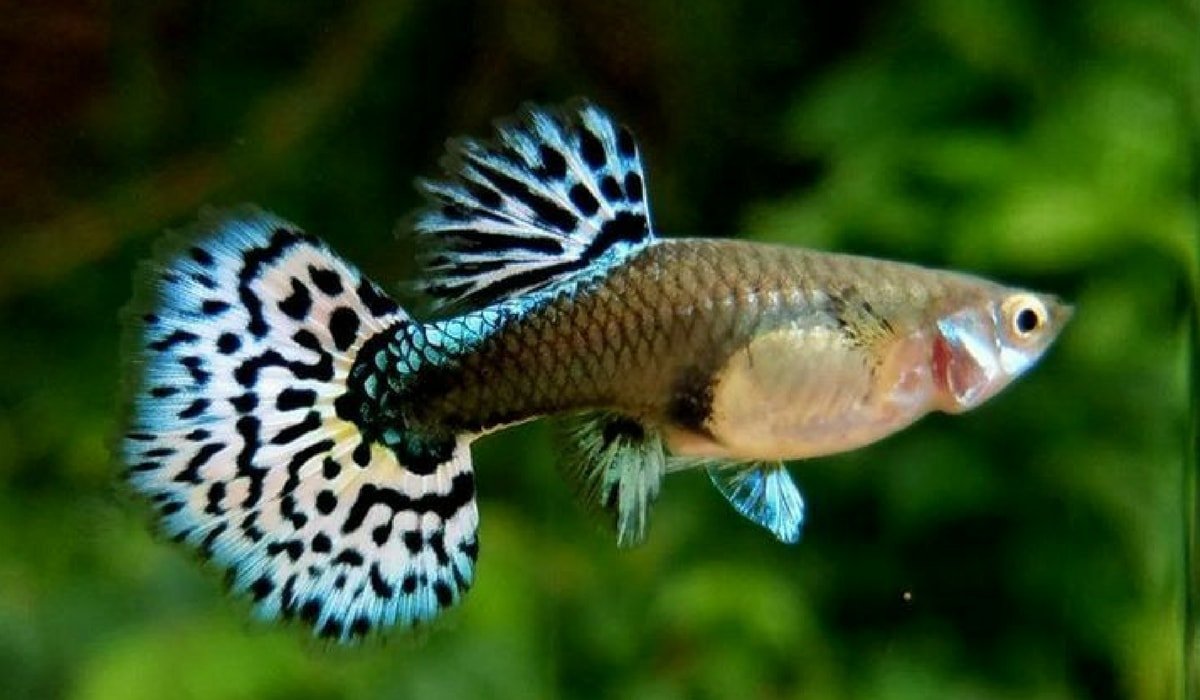Пестрые гуппи