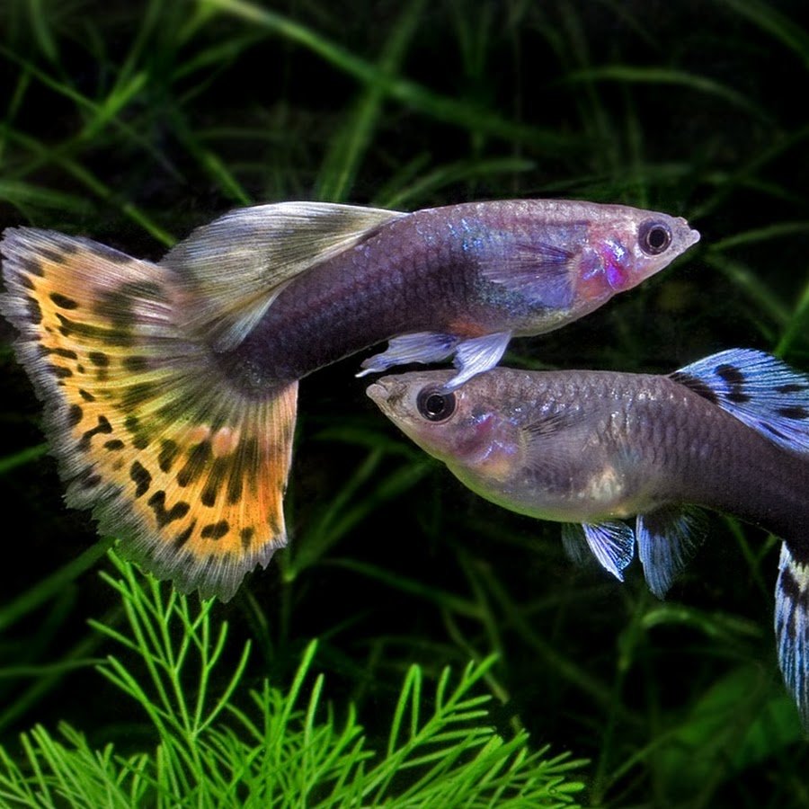 Гуппи аквариумные рыбки