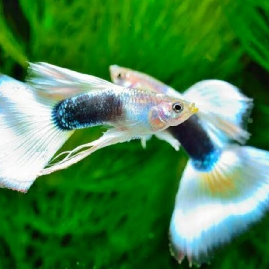 Аквариум с рыбками гуппи