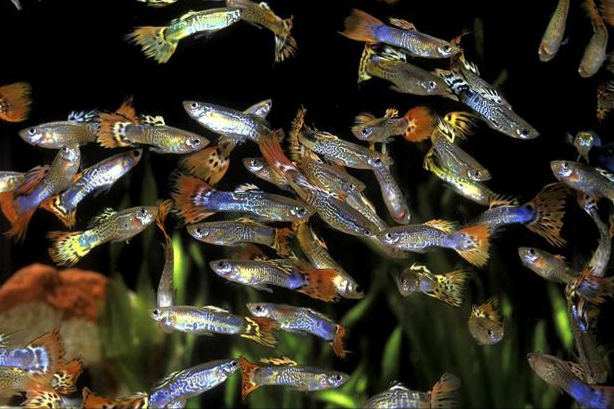 Гуппи Эндлера леопард