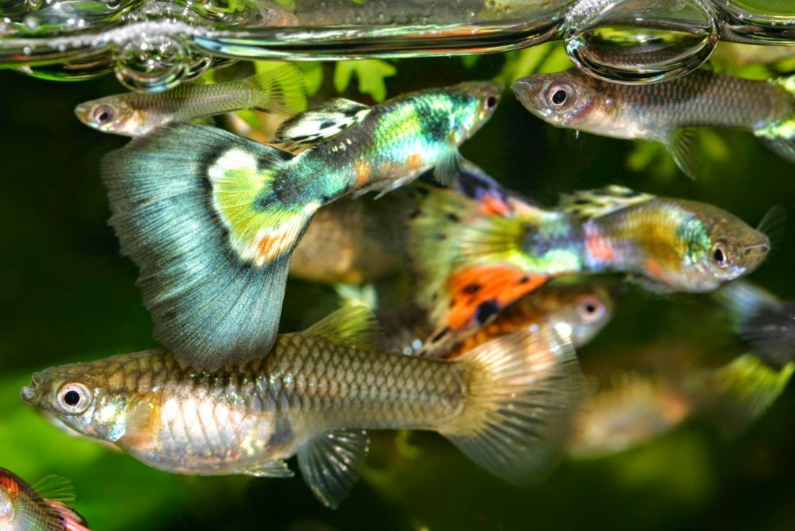 Гуппи рыбки стая