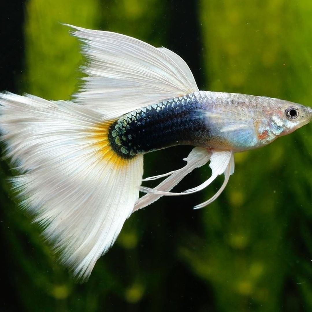 Гуппи Московская гвоздика