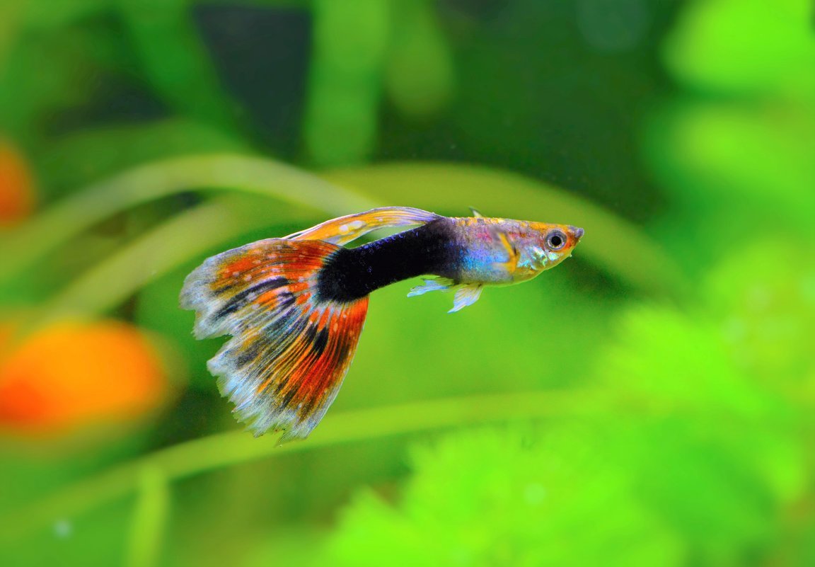 Гуппи Блю неон