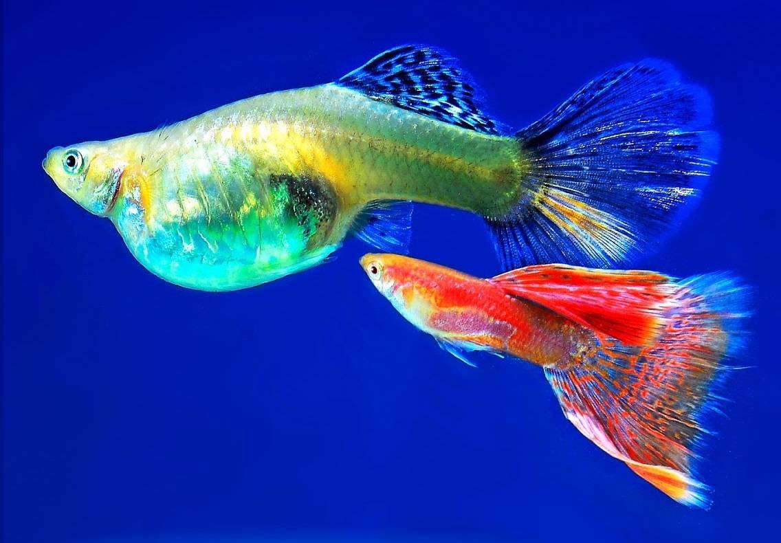 Гуппи голубой неон