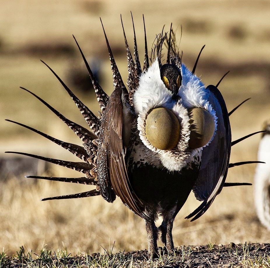 Полынный (шалфейный) тетерев.