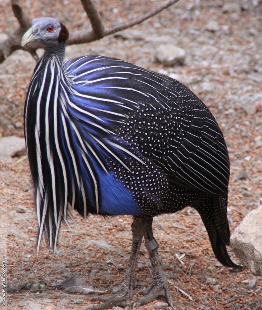 Грифовая цесарка птица