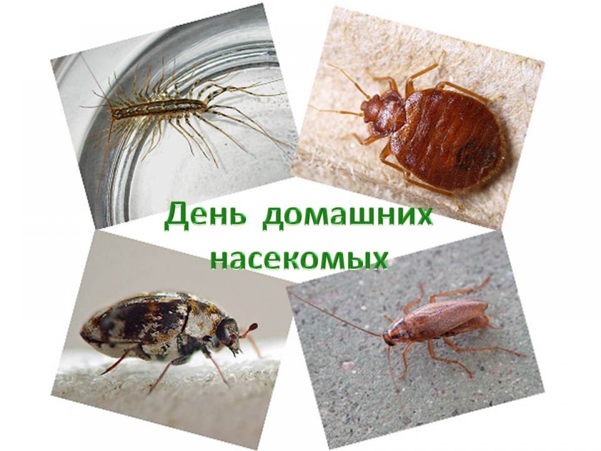 Домашние насекомые разводит человек. Домашние вредители насекомые. Домашние насекомые паразиты. Виды домашних насекомых. Домашние насекомые в квартире.