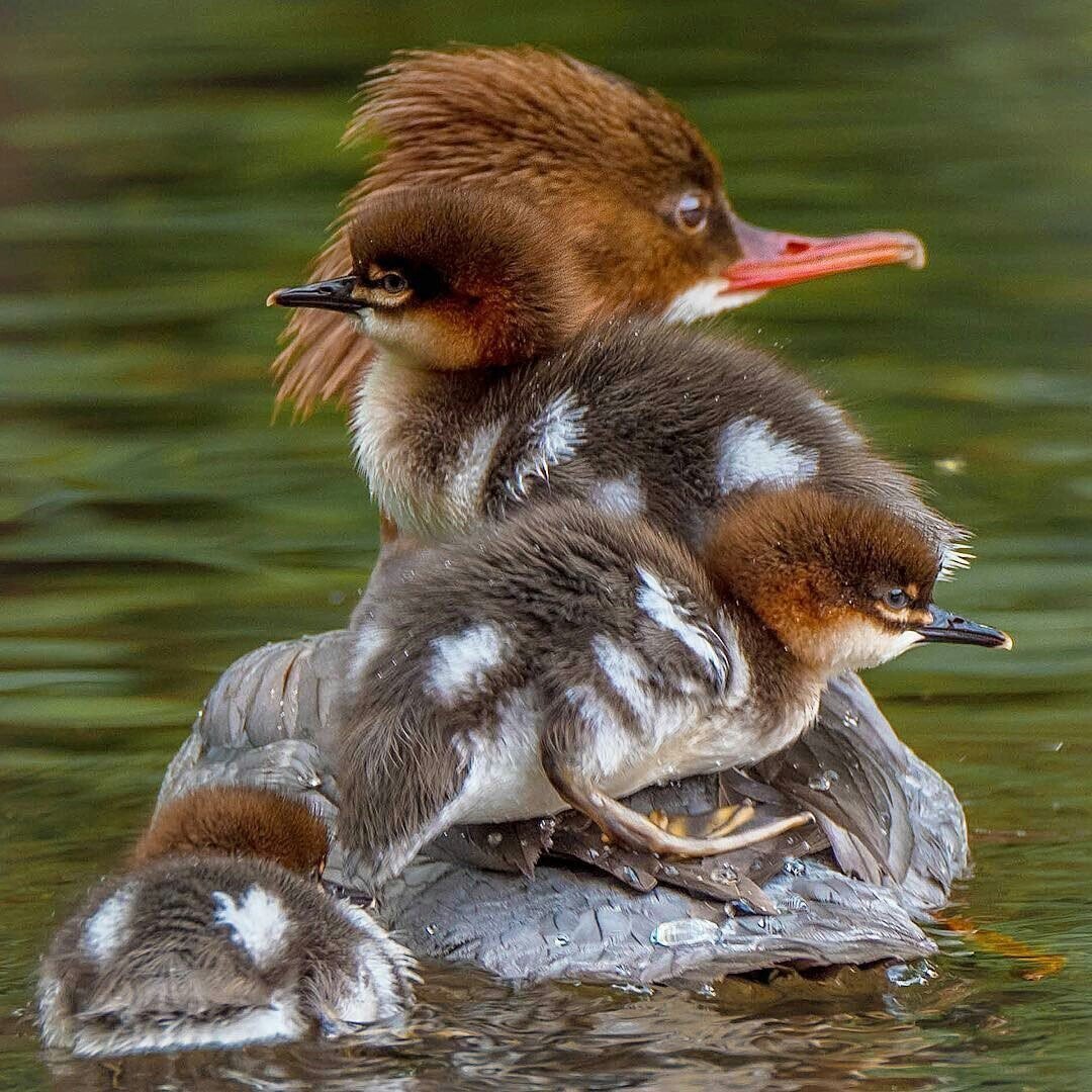 Утка крохаль длинноносый