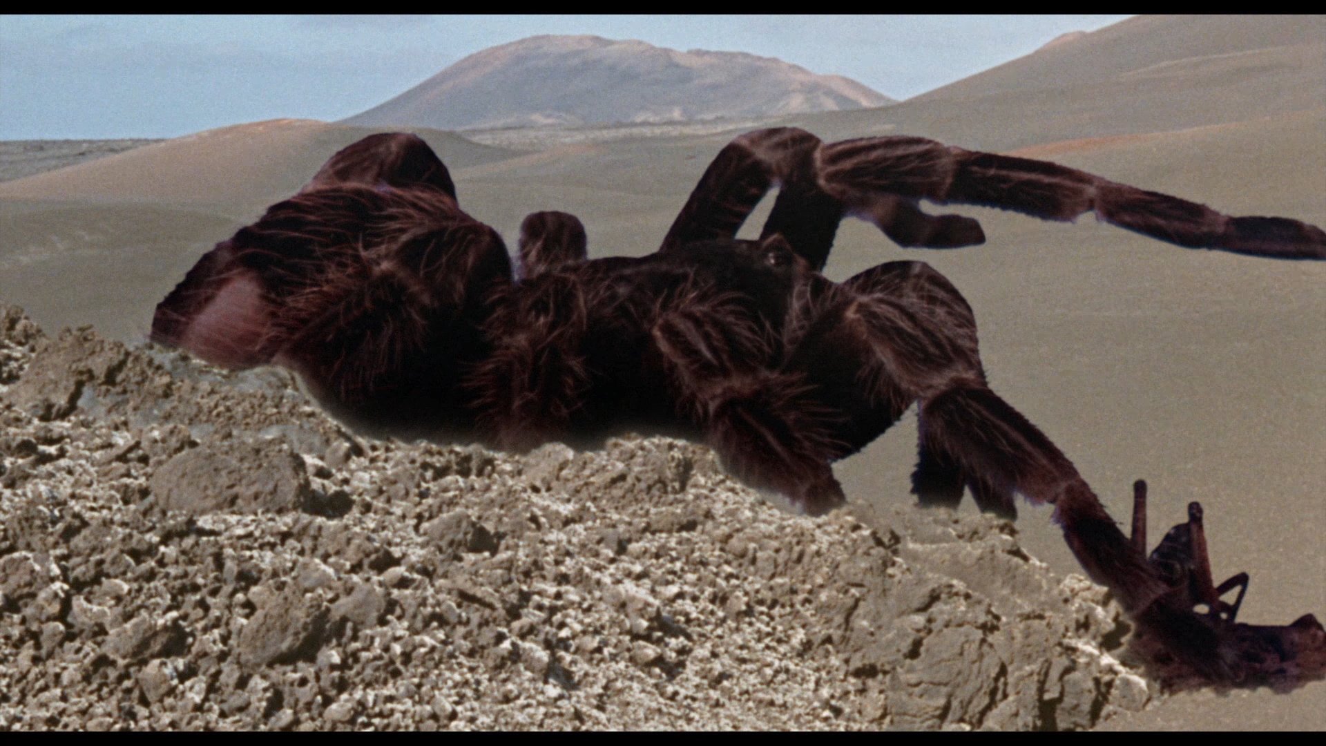 Пауки атакуют. Тарантулы: смертоносный груз (1977). Тарантул гигант.