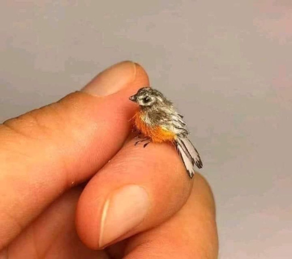 Крапивник и Королек на ладони