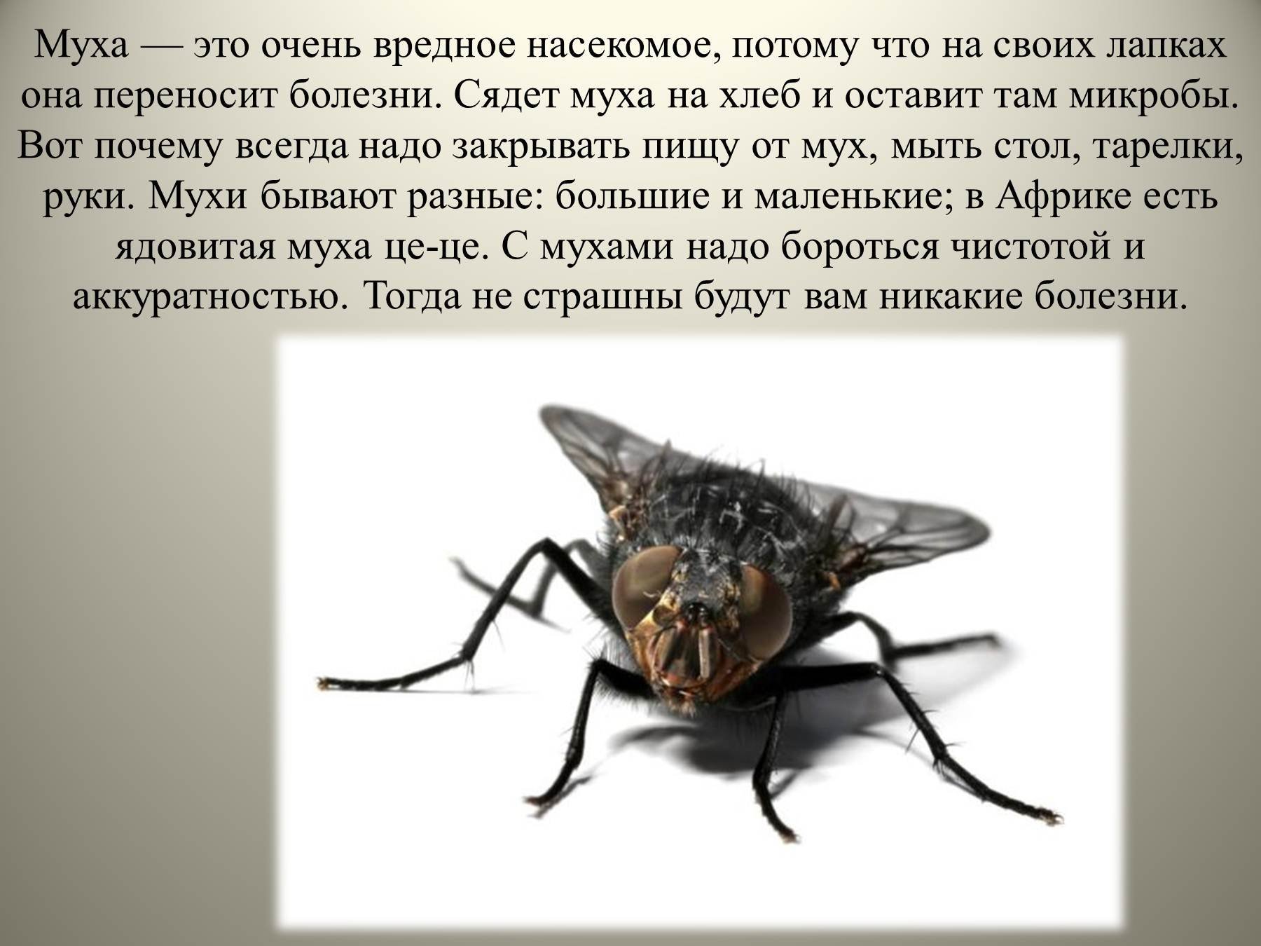 Польза мух. Доклад про мух. Вредные насекомые. Сообщение про муху. Интересные факты о мухах.