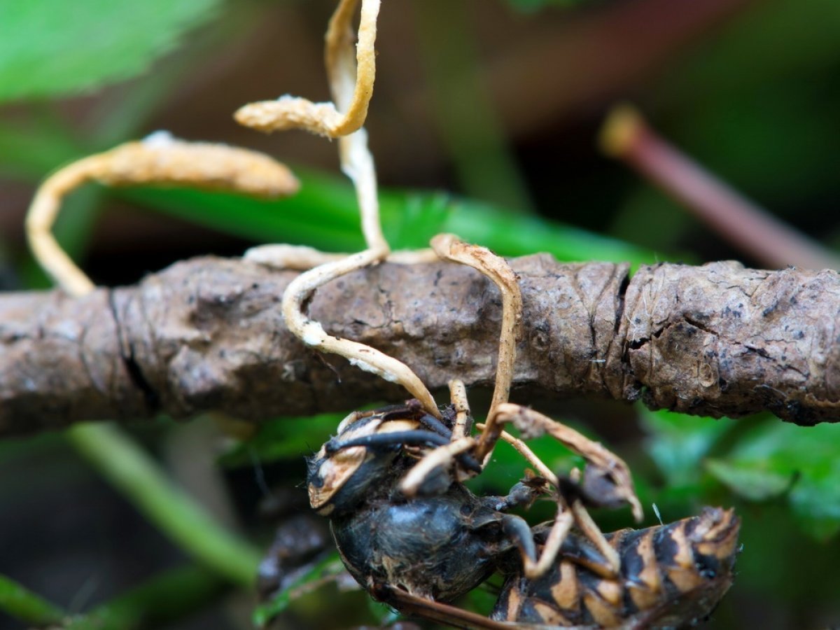 Насекомые Приморского края